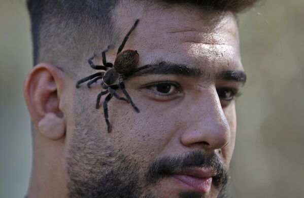 عنکبوتی که روی صورت یه مرد نشسته است، در جریان همایشی در باغ وحش بغداد11 نوامبر 2022 - اسپوتنیک افغانستان  