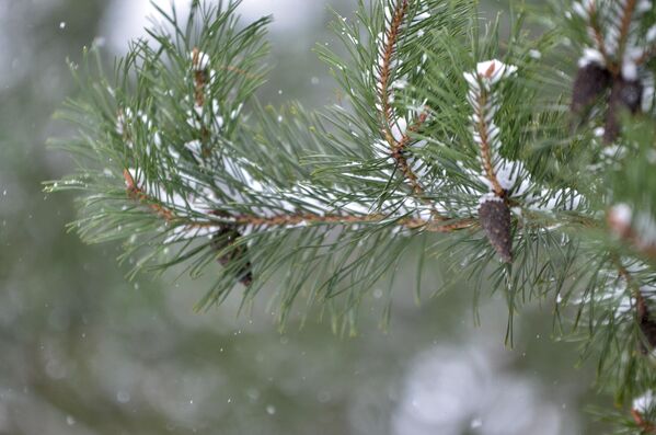 شاخه درخت پوشیده با برف زمستانی.  - اسپوتنیک افغانستان  