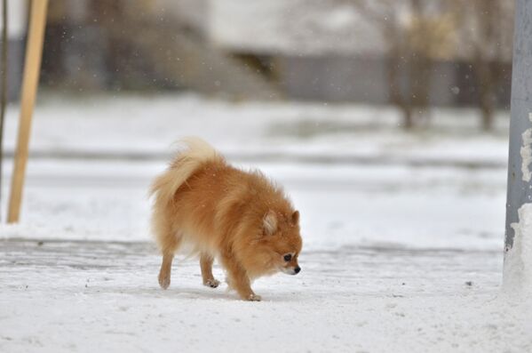 لذت بردن سگ کوچک از هوای برفی. - اسپوتنیک افغانستان  