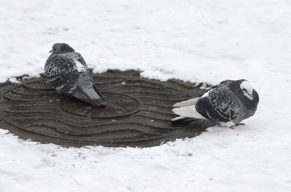 کبوتر ها در حال آبازی در آب ها سرد زمستانی. - اسپوتنیک افغانستان  