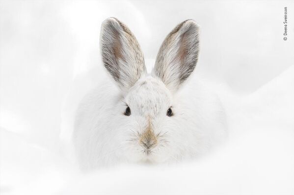 خرگوش با قدم های برفی عکاس دینا سوینسون، نامزد نهایی جایزه بهترین عکاس حیات وحش سال 2022. - اسپوتنیک افغانستان  