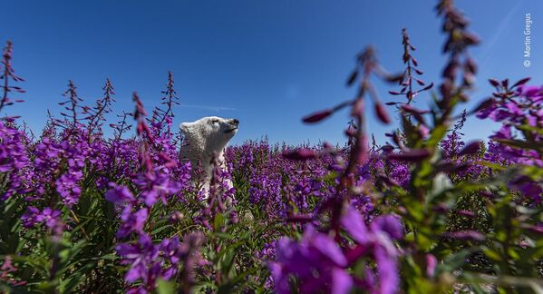 خرس سفید در میان گل‌ها، که توسط عکاس کانادایی مارتین گرگوس، نامزد نهایی جایزه بهترین عکاس حیات وحش سال 2022. - اسپوتنیک افغانستان  