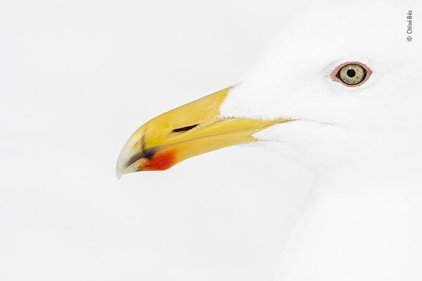 عکس پرنده سرخ و زرد  توسط کلوئه بِس عکاس فرانسوی، نامزد نهایی جایزه بهترین عکاس حیات وحش سال 2022. - اسپوتنیک افغانستان  