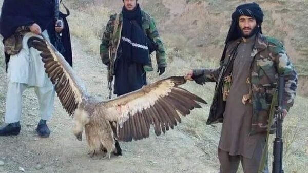 صید پرندگان نایاب در افغانستان - اسپوتنیک افغانستان  