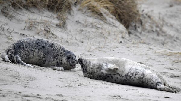  Тюлени общаются на пляже острова Гельголанд, Германия - اسپوتنیک افغانستان  