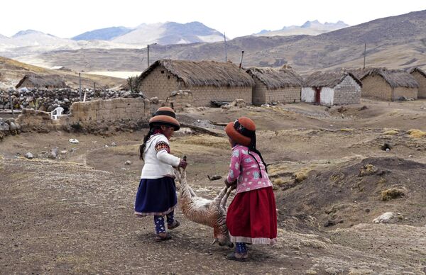 حمل یک گوسفند مرده از سوی دختران در پرو - اسپوتنیک افغانستان  