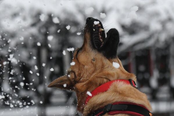 سگ در جاده چستاپرودنایا شهر مسکو. در کمتر از یک روز، 12 میلی متر بارندگی در مسکو ثبت شد که 20 فیصد باران برف ماهانه است. - اسپوتنیک افغانستان  