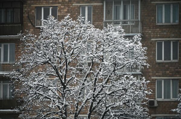 درخت درآغوش برف  در جاده لنین. - اسپوتنیک افغانستان  