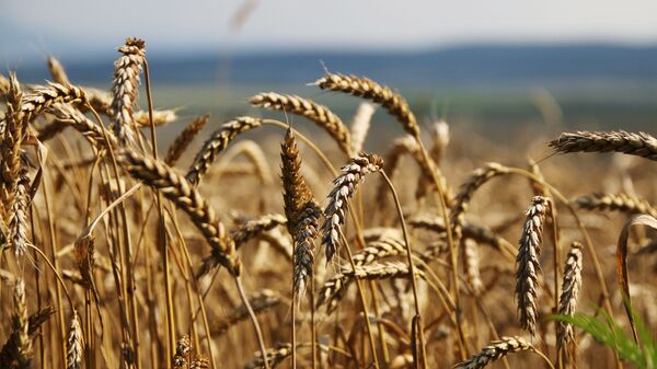 تأمین اغذیه بخش اعظم جهان اسلام با گندم روسی از ایران  - اسپوتنیک افغانستان  