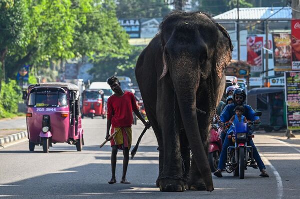 یک &quot;ماهوت&quot;، یک نگهبان فیل، با فیل در امتداد خیابانی در بیاگاما راه می‌رود. 13 دسامبر 2022. - اسپوتنیک افغانستان  