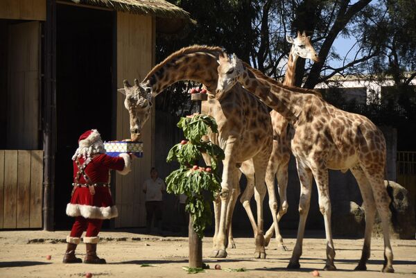 مردی با لباس بابا نوئل در باغ وحش لا آرورا در گواتمالا در حال غذا دادن به زرافه ها. - اسپوتنیک افغانستان  