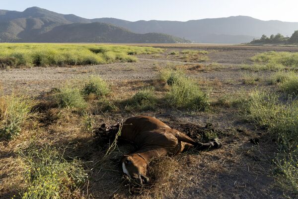 اسپ مرده در زمین های خشک شده آکولئو خشکسالی در پینه، چیلی.پنجشنبه، 22 دسمبر 2022. - اسپوتنیک افغانستان  