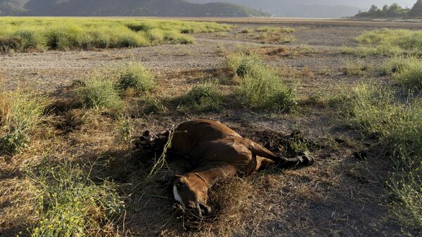 Мертвая лошадь на дне высохшего озера Лагуна-де-Акулео в Чили - اسپوتنیک افغانستان  