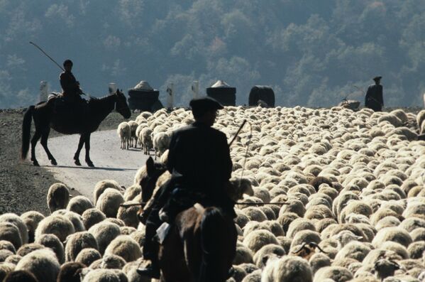 چوپانان با گله گوسفند در دامنه کوه اتحاد جماهیر شوروی آذربایجان. - اسپوتنیک افغانستان  