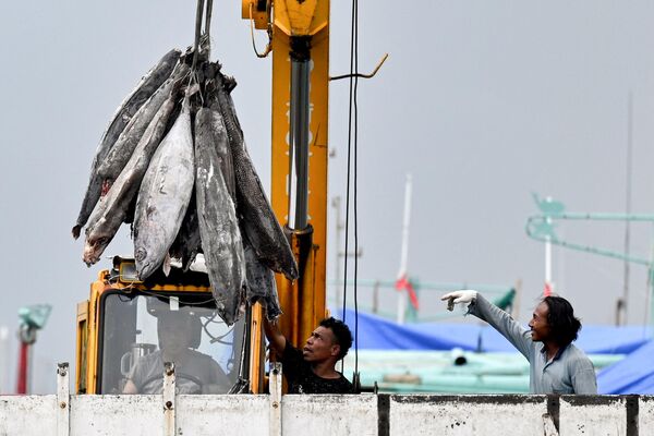 کارگران ماهی را از یک قایق در بندر بنوا در دنپاسار در جزیره تفریحی بالی اندونزی تخلیه می کنند.در 28 دسامبر 2022 - اسپوتنیک افغانستان  