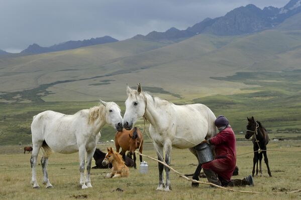 زنی یک اسب سفید را در مرتعی در دره سوسامیر در کوه های تین شان، قرغیزستان می دوشد. - اسپوتنیک افغانستان  
