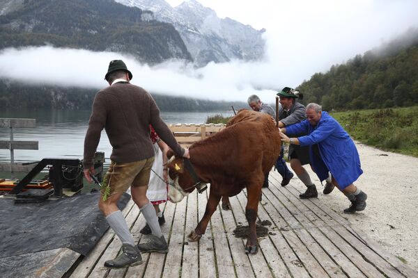 کشاورزان باواریایی گاوهای خود را از مراتع تابستانی برمی گردانند. - اسپوتنیک افغانستان  