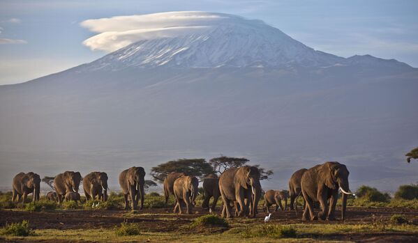 گله ای از فیل ها در پرتوهای سپیده دم در پس زمینه کوه کلیمانجارو در تانزانیا راه می روند. - اسپوتنیک افغانستان  