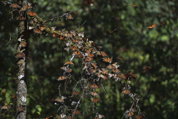 پروانه‌های مونارک روی شاخه درختی در پناهگاه پیدرا هیرادا/ Piedra Herrada در کوه‌های نزدیک والی دی براوو/ Valle de Bravo، مکزیک، چهارشنبه، 4 جنوری 2023 استراحت می‌کنند. - اسپوتنیک افغانستان  