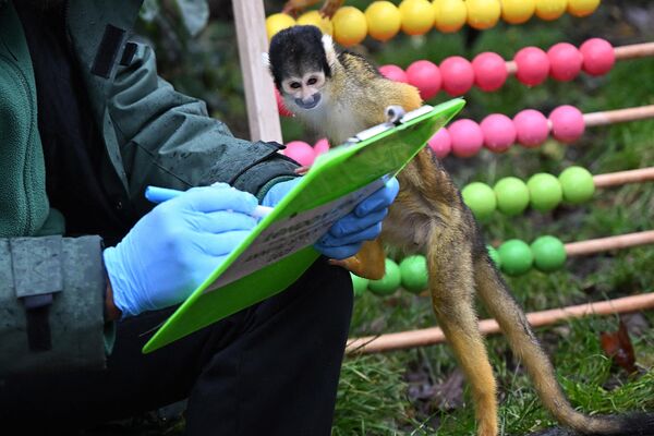 یک میمون سنجاب در 3 جنوری 2023 در باغ وحش ZSL لندن در مرکز لندن در طول انبارداری سالانه کنجکاو می شود. - اسپوتنیک افغانستان  