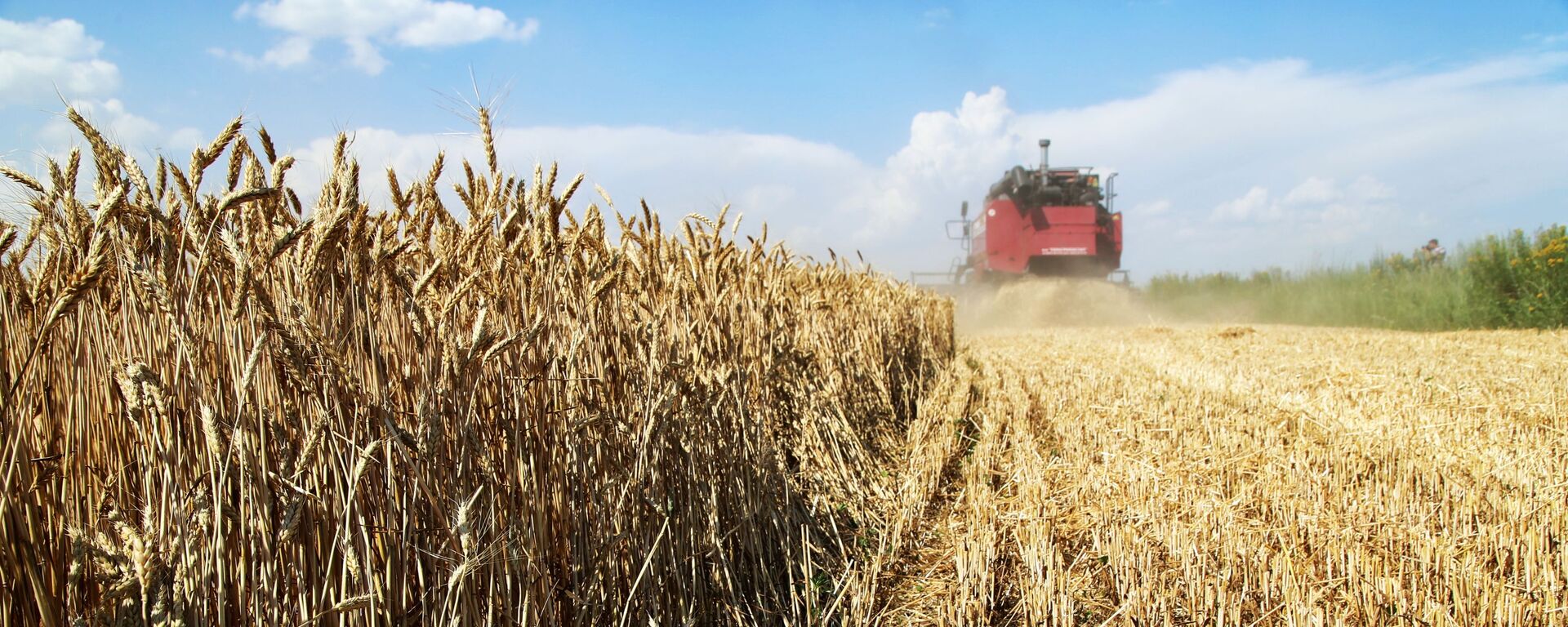 Уборка пшеницы на полях в Донецкой области - اسپوتنیک افغانستان  , 1920, 10.01.2023