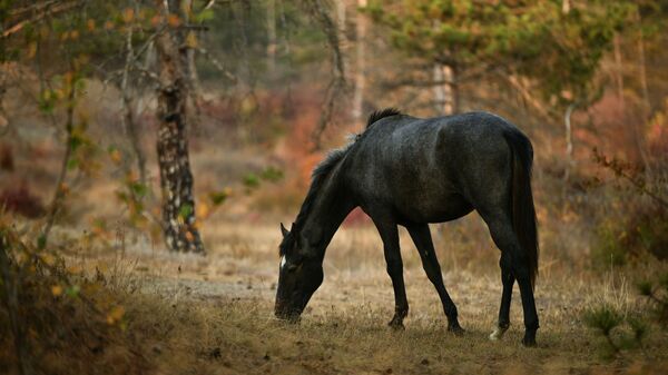 Лошадь в Симферополе, Крым - اسپوتنیک افغانستان  
