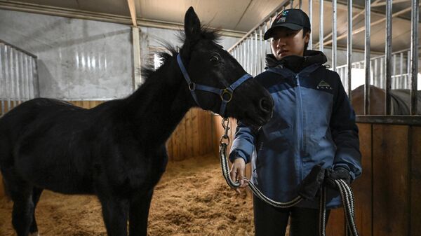 Первый клонированный в Китае конь Чжуан Чжуан, выведенная китайской компанией Sinogene, вместе с дрессировщиком Инь Чуюном в загоне клуба верховой езды Sheerwood в Пекине - اسپوتنیک افغانستان  