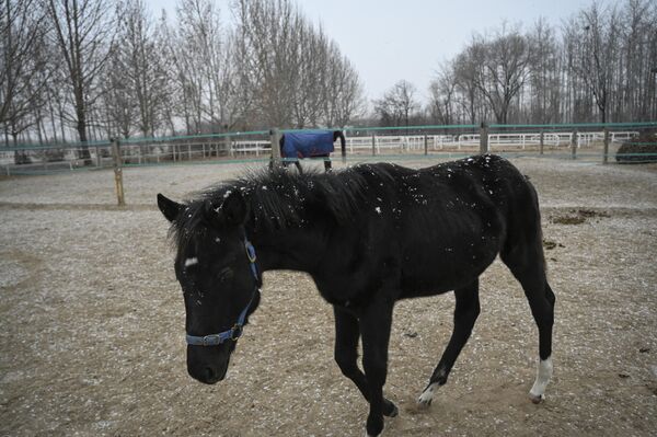 ژوان ژوان، اولین اسب شبیه سازی شده کشور چین توسط شرکت چینی Sinogene. (12 جنوری 2023 تصویر از Jade GAO) - اسپوتنیک افغانستان  