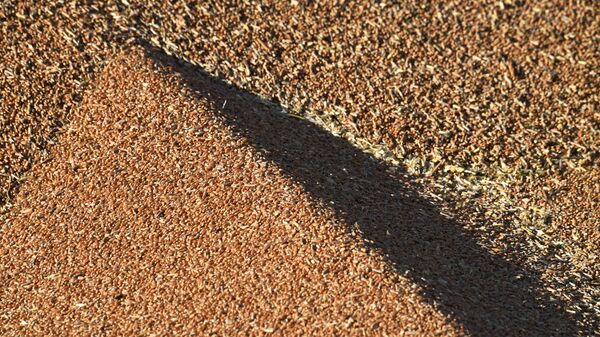 Пункт разгрузки зерна в Мелитополе - اسپوتنیک افغانستان  