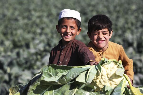 کودکان هنگام برداشت گلپی از مزرعه در شهر جلال آباد. - اسپوتنیک افغانستان  