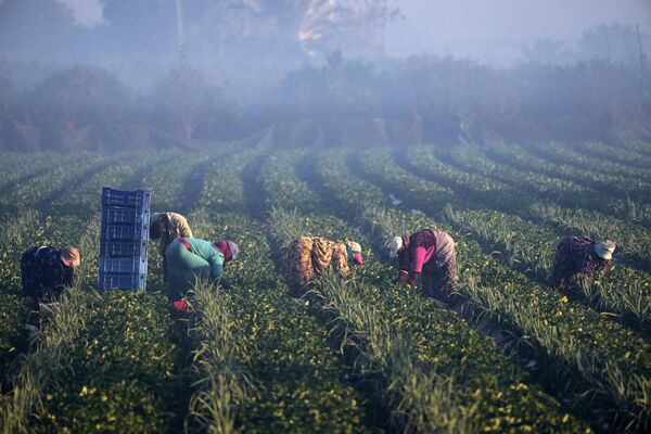کشاورزان مصری صبح وقت در مزرعه توخ، درنزدیکی قاهره مشغول چیدن توت زمینی هستند، 18 جنوری 2023. - اسپوتنیک افغانستان  