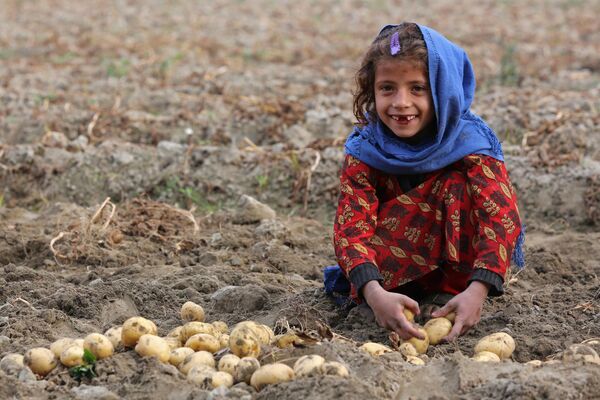 عکس العمل یک کودک افغان در  مزرعه کچالو در شهر جلال آباد، 12 جنوری 2023.   - اسپوتنیک افغانستان  