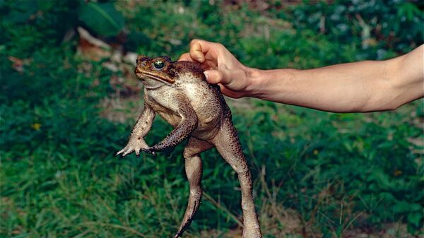 Пойманная тростниковая жаба - اسپوتنیک افغانستان  