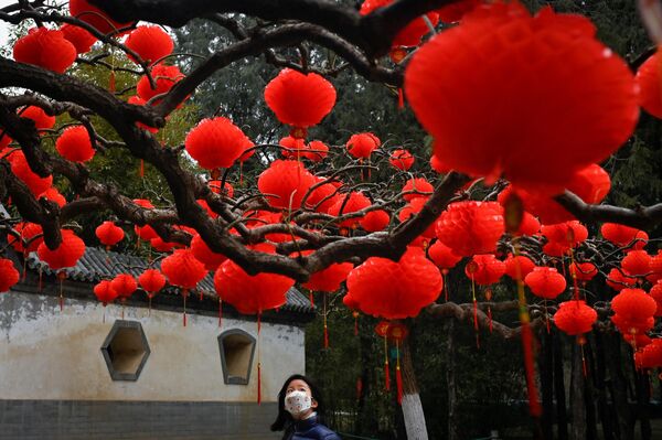 چراغ های سرخ در درختان به افتخار جشن سال نو در پارک پایتخت چین، پکن. - اسپوتنیک افغانستان  