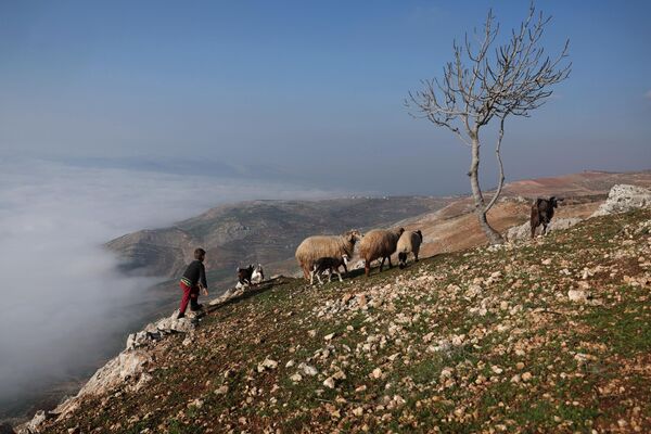 یک پسر سوریه‌ای در حال چراندن گوسفندان در منطقه جبل الزاویه در ولایت ادلب. - اسپوتنیک افغانستان  