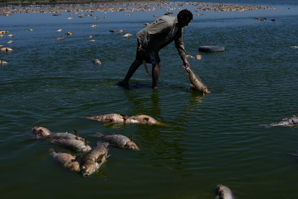 مردی در طول خشکسالی شهر بوئنوس آیرس، آرژانتین، به دنبال ماهی‌هایی  زنده در میان ماهی های مرده میگردد. - اسپوتنیک افغانستان  