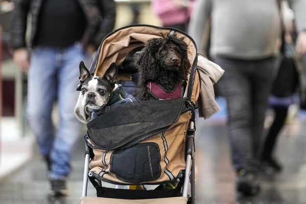 سگ های راحت طلب در انتظار صاحبشان، دوسلدورف، آلمان.  - اسپوتنیک افغانستان  