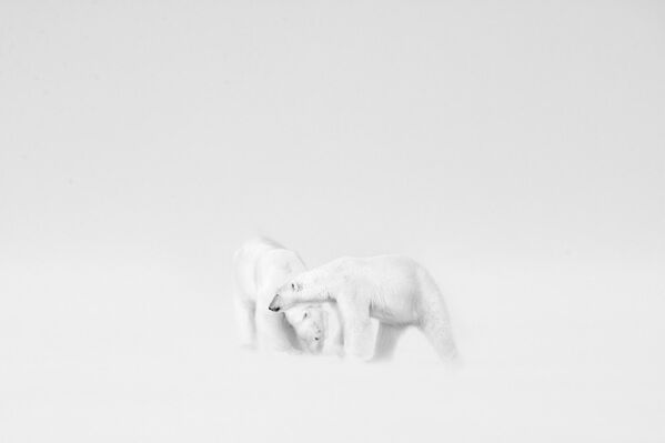 Van Mijenfjorden، Svalbard، نروژ: عروسی سفید. جفتگیری خرس های قطبی بسیار نادر است، زیرا آنها معمولاً هر سه سال یک بار با هم جفت می شوند.در طول این ماه عسل، کولاک و سفید شدن هوا کار را برای انسان بسیار سخت کرده بود، اما به نظر می رسید این زوج خرس قطبی اهمیتی ندادند.عکاس اسرائیلی، روی گالیتز، برنده رده هنر تک رنگ (پورتفولیو) بهترین عکاس سفر سال 2022. - اسپوتنیک افغانستان  