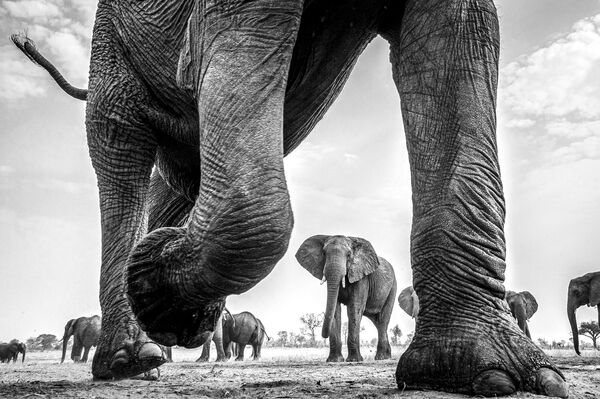 نمونه کارها هنر تک رنگ نایب قهرمان: دانا آلن، پارک ملی Hwange ایالات متحده، زیمباوه: یک فیل آفریقایی در میان گله. - اسپوتنیک افغانستان  