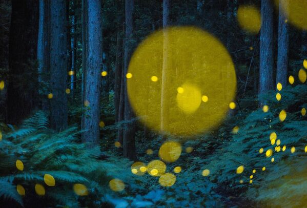 Kazuaki Koseki، جاپان یاماگاتا، جاپان: کرم های شب تاب در جنگل در یک شب تابستانی شبیه نورپردازی های کریسمس هستند.  آنها فقط ده روز زندگی می کنند، اما در این مدت بسیار درخشان می درخشند. این تصویر با نوردهی های متعدد داخل دوربین گرفته شده است. - اسپوتنیک افغانستان  