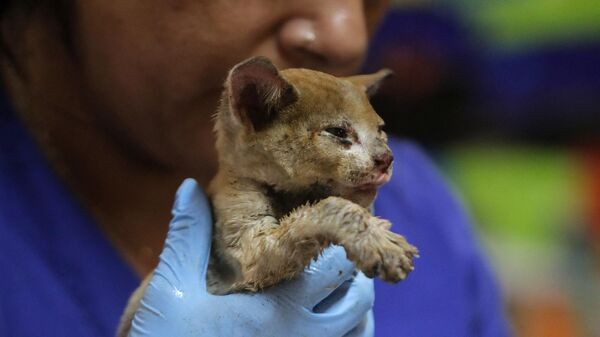 Ветеринар в Санта-Хуана, Чили, оказывает помощь коту, пострадавшему от лесного пожара - اسپوتنیک افغانستان  