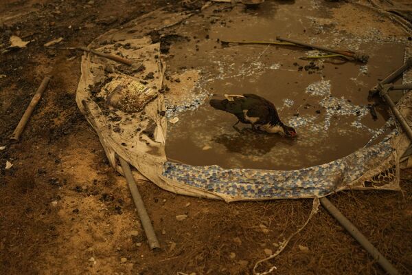 نوشیدن آب یک مرغ آبی در گوشه از جنگل که در جریان آتش سوزی ویران شده است. - اسپوتنیک افغانستان  