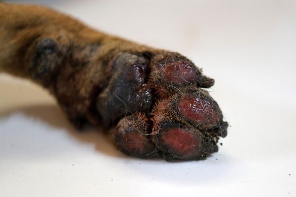 پا های سوخته سگ در یک مرکز مراقبت های درمانی برای حیوانات در سانتا خوانا، ولایت کنسپسیون، چیلی. - اسپوتنیک افغانستان  