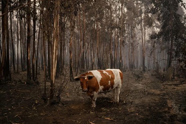 گاو احاطه شده توسط درختان سوخته در سانتا جوآنا، چیلی. - اسپوتنیک افغانستان  