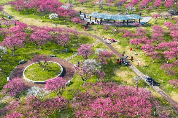 این عکس هوایی که در 16 فبروری 2023 گرفته شده است، مردم را در حال تماشای شکوفه های آلو در نینگبو، در استان ژجیانگ شرقی چین نشان می دهد.(عکس از خبرگزاری فرانسه) - اسپوتنیک افغانستان  