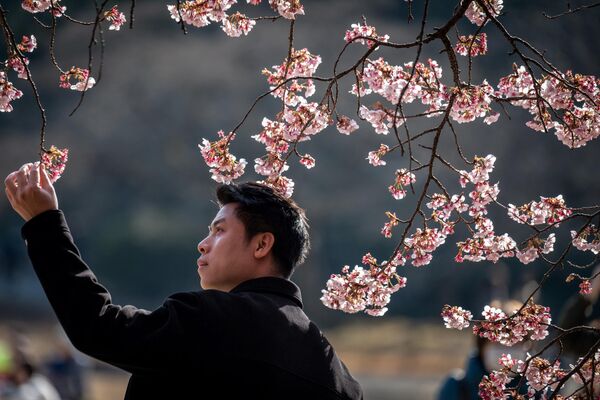 یک مرد جوان در حال عکس گرفتن در زیر درخت شکوفه گیلاس در پارک شینجوکو گیون در توکیو. 18 فبروری 2023. - اسپوتنیک افغانستان  