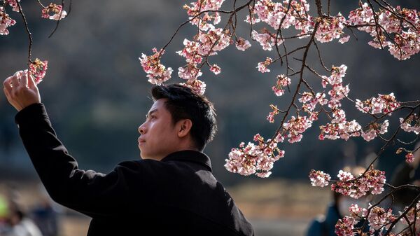 Цветение сакуры в парке Синдзюку-Гёэн в Токио, Япония - اسپوتنیک افغانستان  