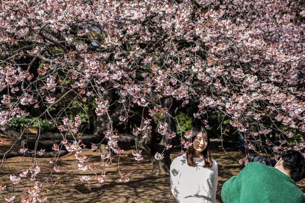 یک زن برای عکس گرفتن در زیر درخت شکوفه گیلاس در پارک شینجوکو گیون در توکیو. 18 فبروری 2023. - اسپوتنیک افغانستان  