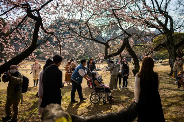 مردم در حال قدم زدن در زیر درخت گیلاس در پارک شینجوکو گیون در توکیو عکس می گیرند. توکیو. 18 فبروری 2023. - اسپوتنیک افغانستان  
