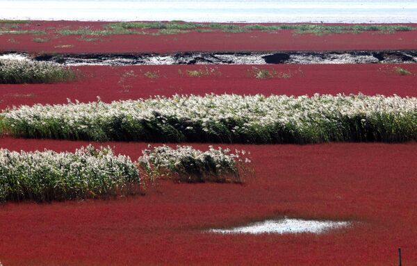 منطقه دیدنی ساحل قرمز در پانجین، استان لیائونینگ در شمال شرقی چین.  این ساحل نام خود را از ظاهر آن گرفته است که ناشی از نوعی علف هرز دریایی است که در خاک شور-قلیایی رشد می کند. - اسپوتنیک افغانستان  